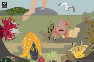 Rockpool horror show illustration